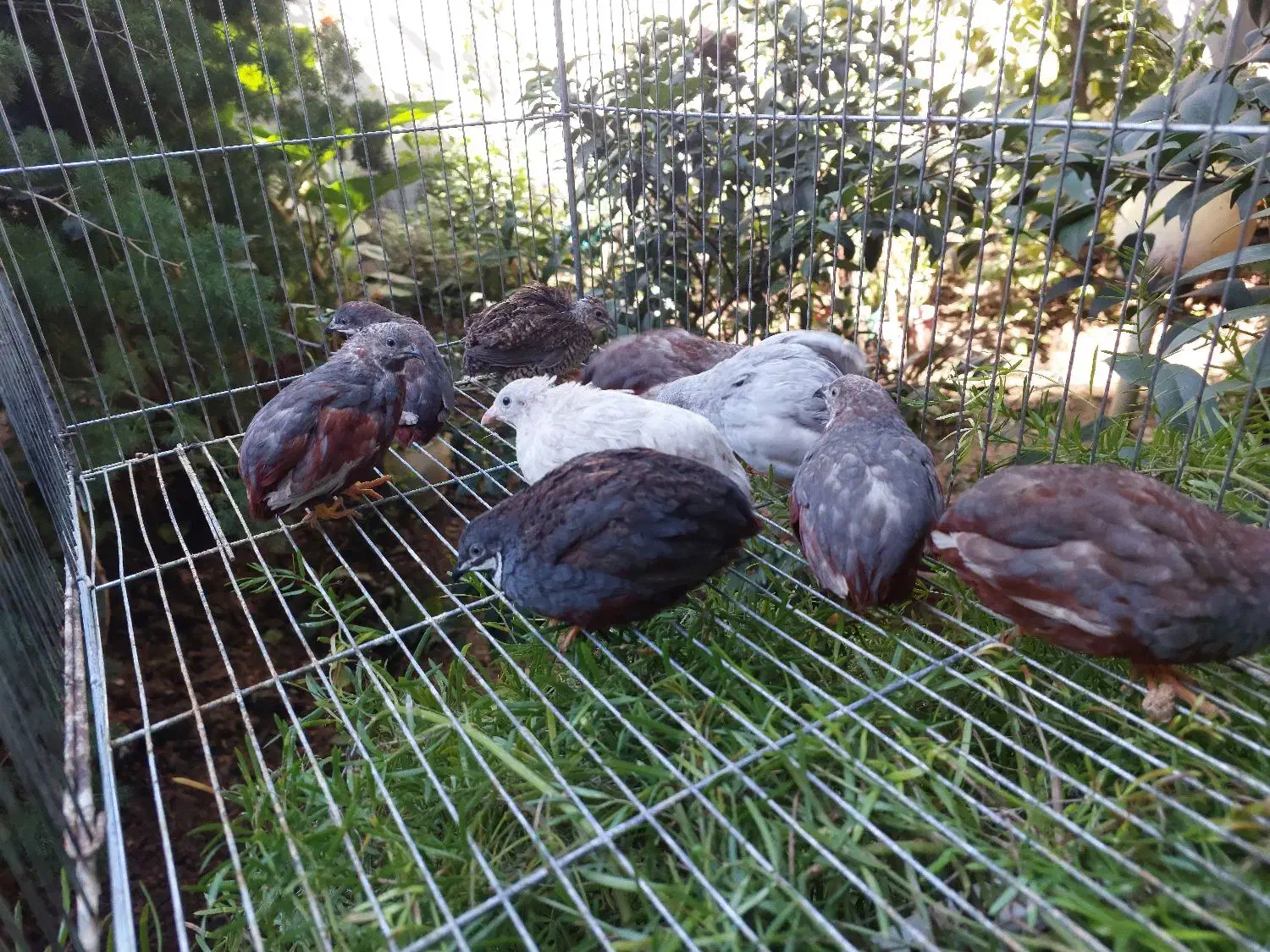 بلدرچین مینیاتوری|پرنده|قائم‌شهر, |دیوار