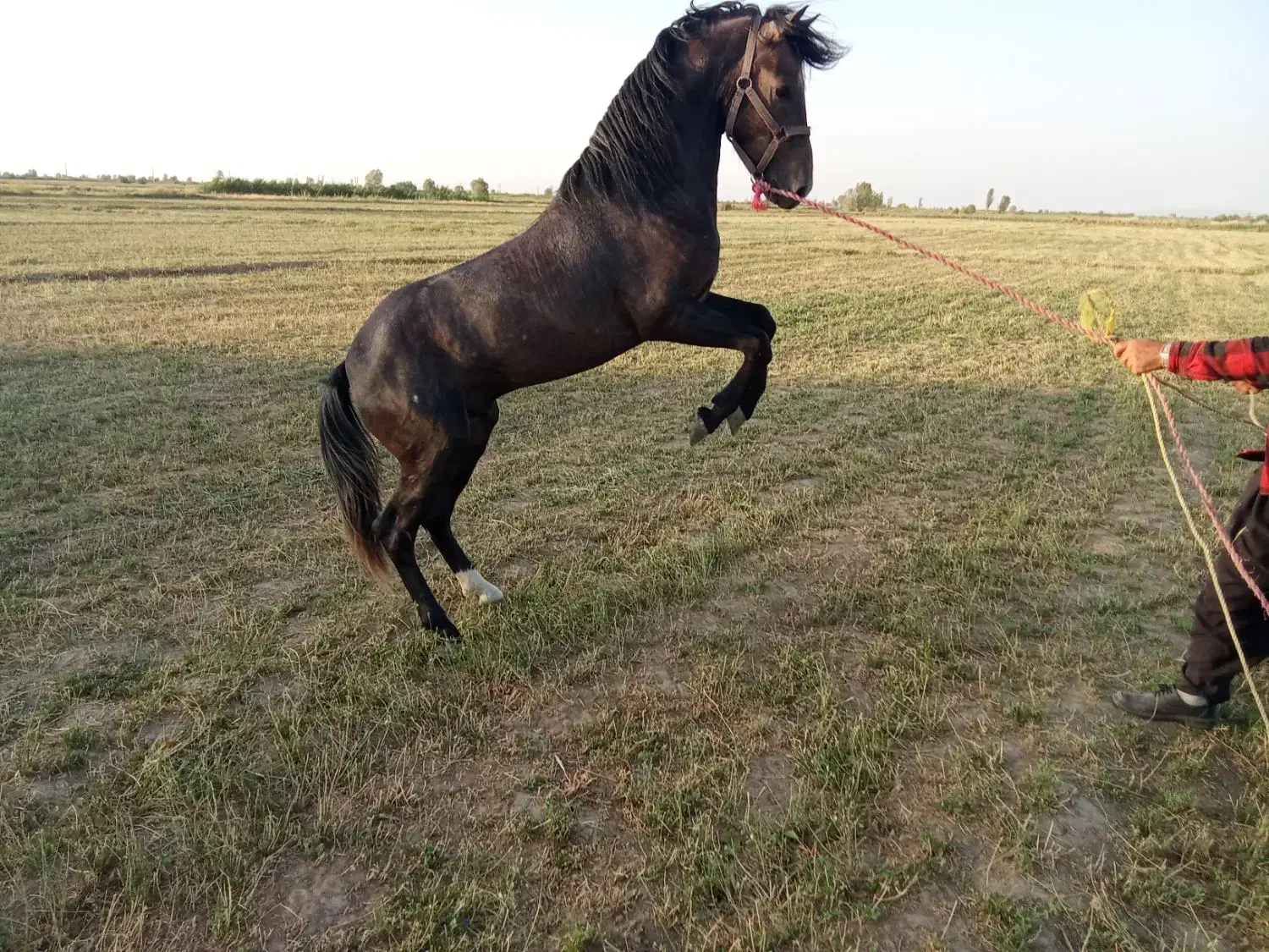 اسب‌ گرد3ساله|اسب و تجهیزات اسب‌سواری|فیروزآباد (آذربایجان), |دیوار