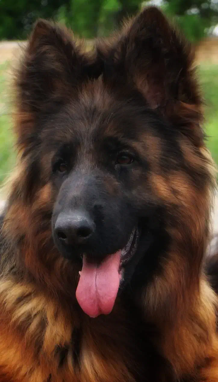 سگ ماده (۲.۵)سالع فوریی ق.یمت استثنایی|سگ|تهران, باغ فردوس|دیوار