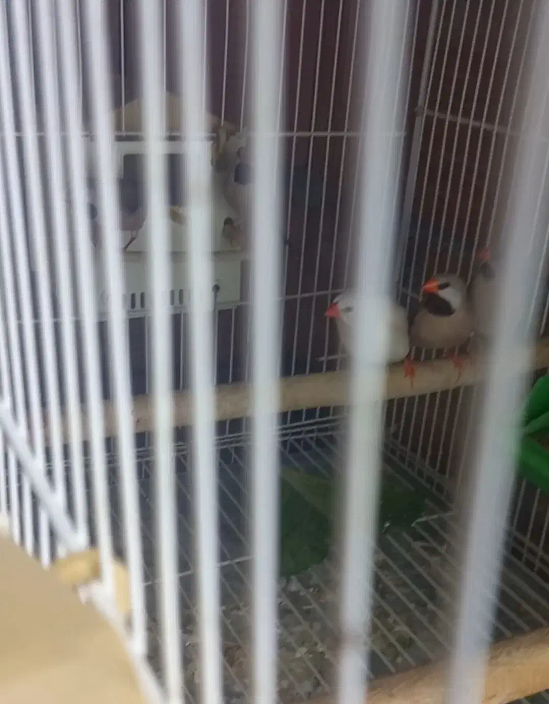 فنچ کرواتی مولد|پرنده|آزادشهر, |دیوار