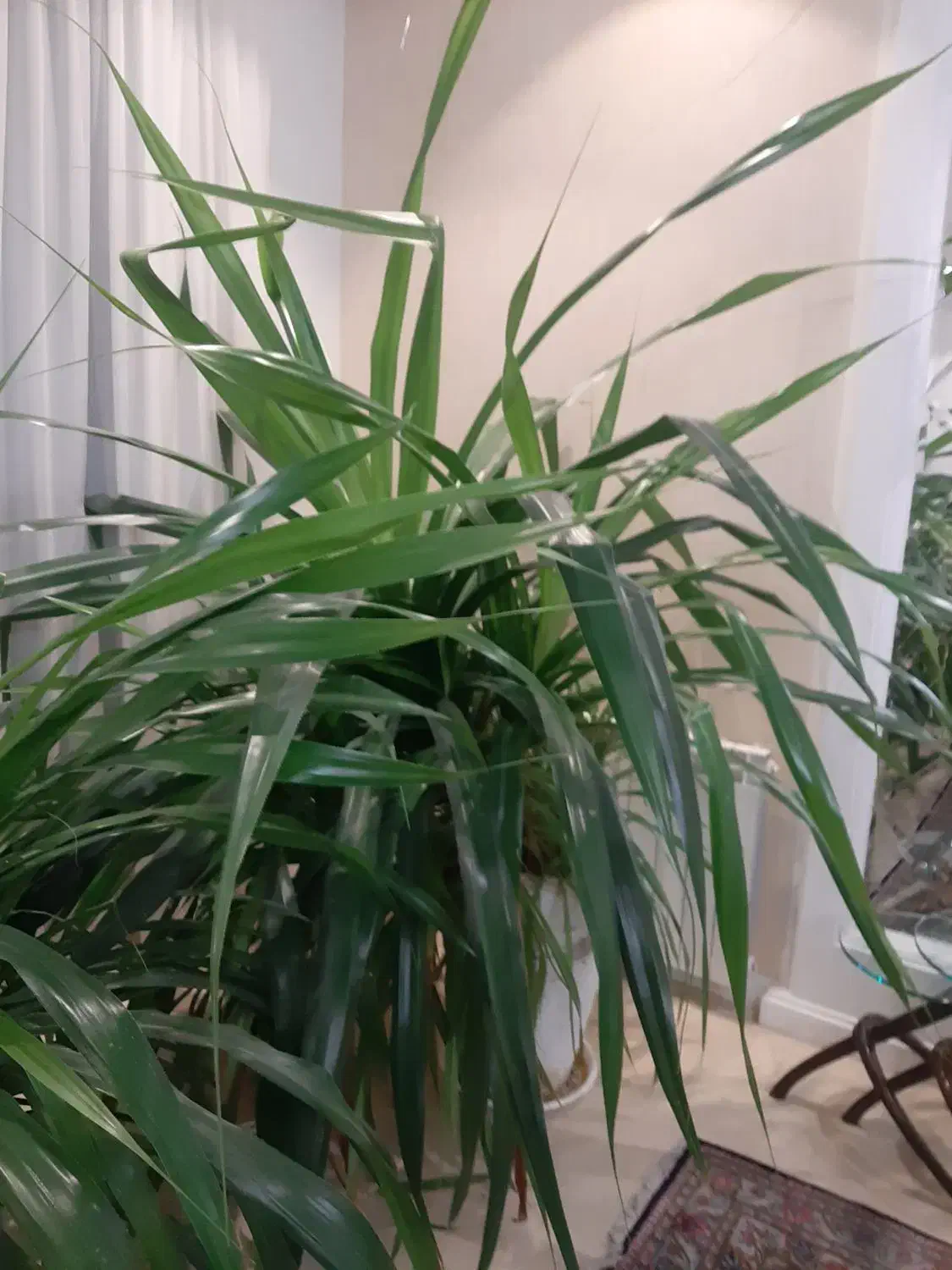 گل پاندانوس|گل و گیاه طبیعی|مشهد, تربیت (صدف)|دیوار