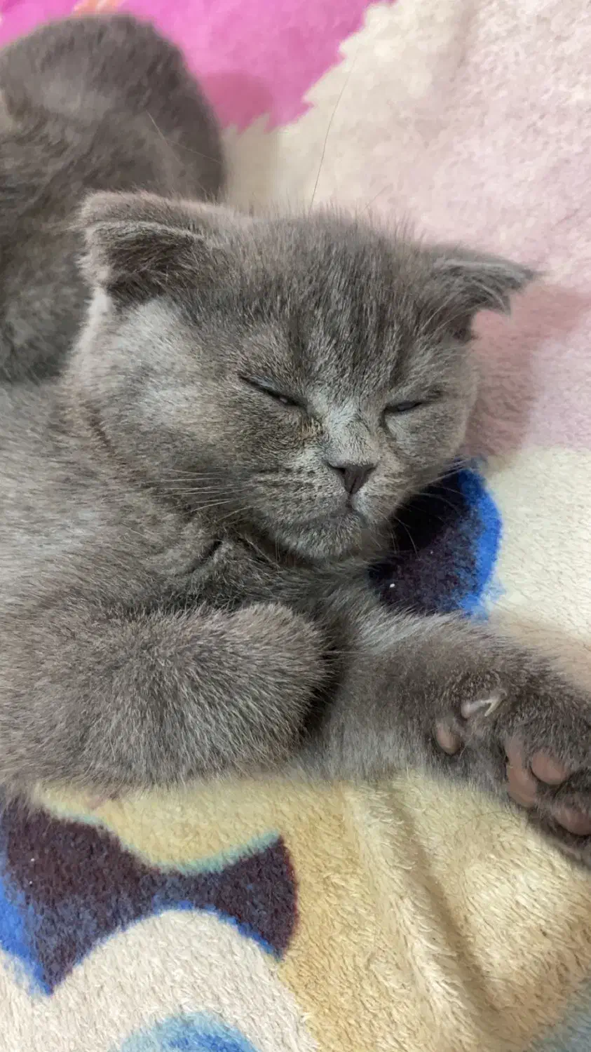 اسکاتیش ماده|گربه|لاهیجان, جمهوری|دیوار