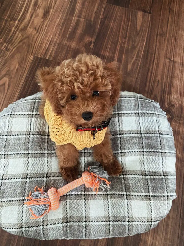 toy poodle Red|سگ|تهران, پونک|دیوار