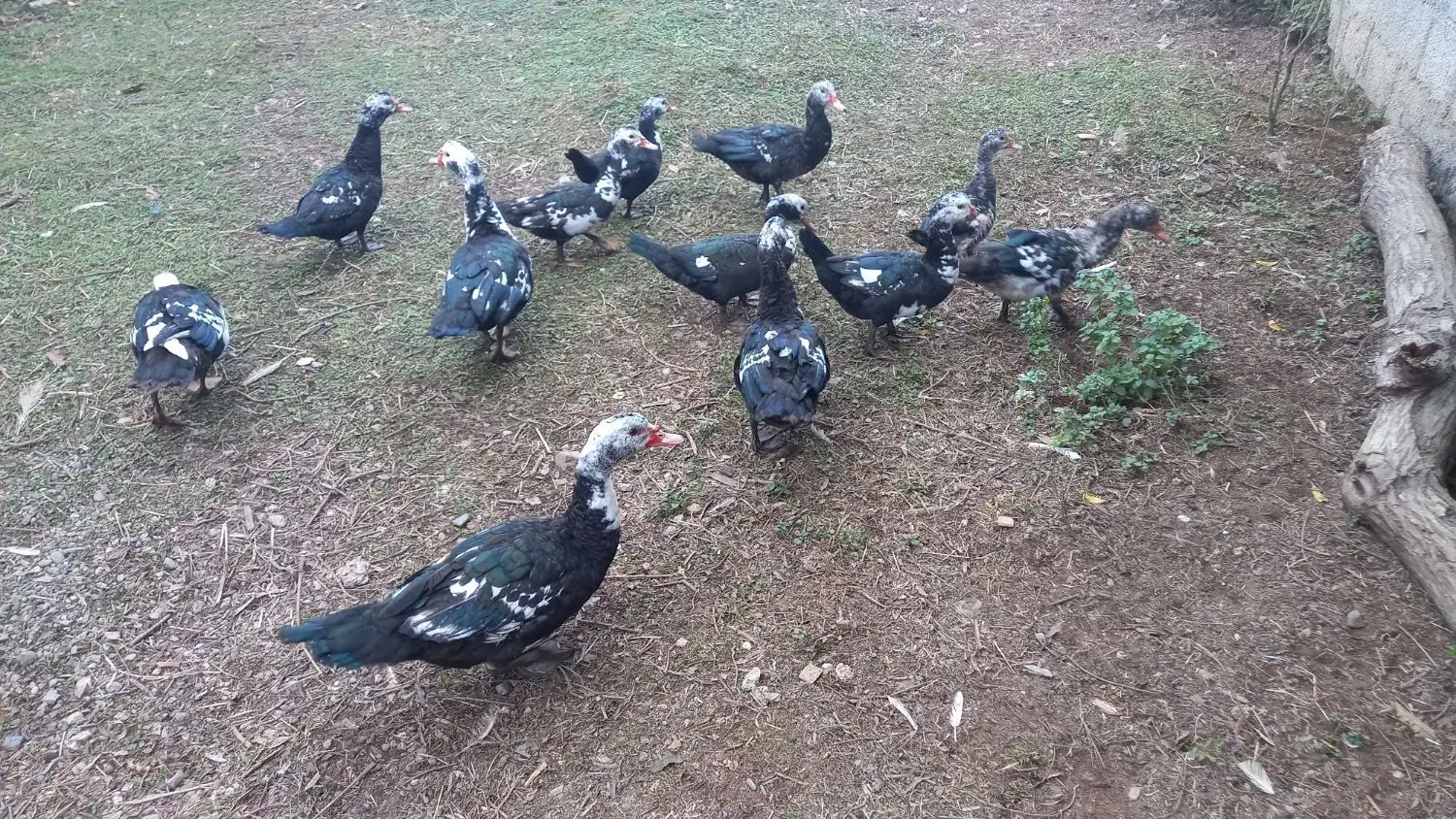 اردک|حیوانات مزرعه|طاهرگوراب, |دیوار