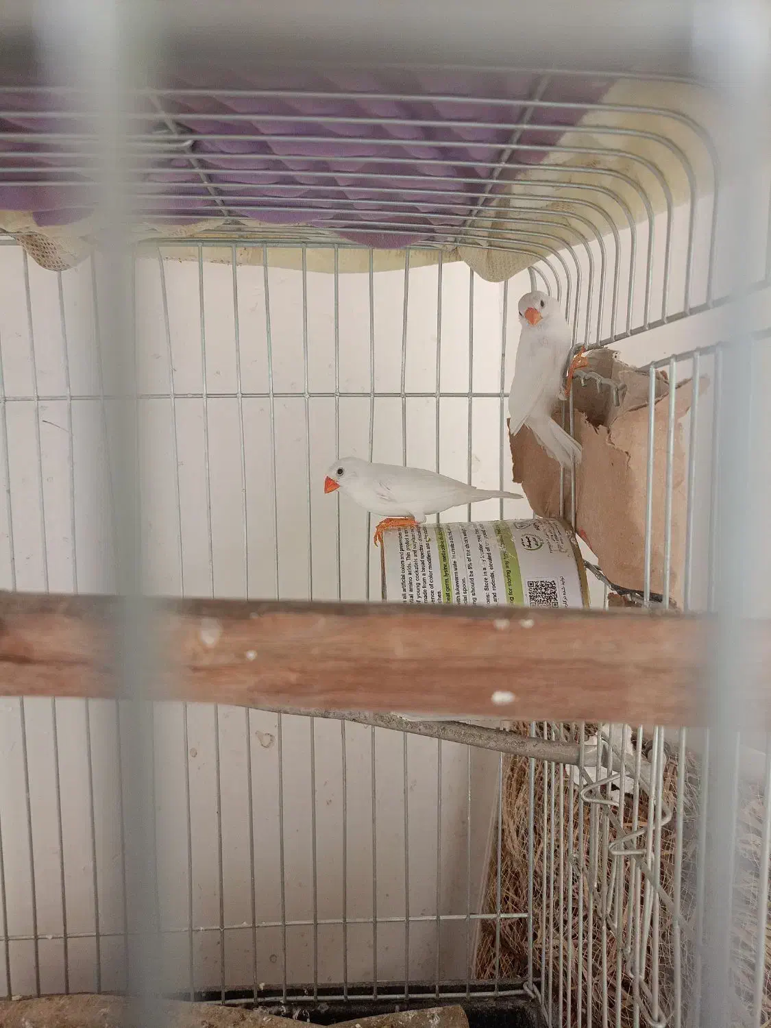 فنچ،80تومن|پرنده|کرج, اصفهانیها|دیوار