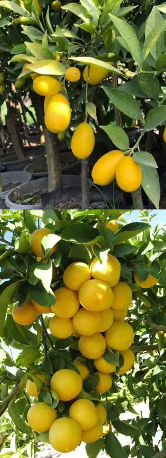 نهال اواکادو و ارقام دیگر|گل و گیاه طبیعی|ایرانشهر, |دیوار