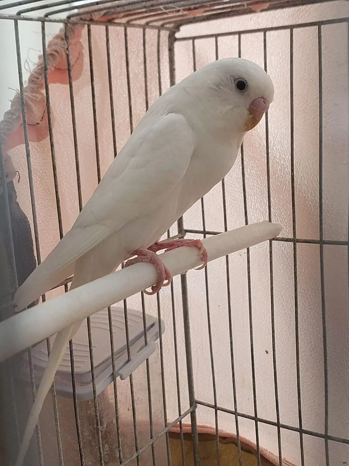 معاوضه 1 جفت مرغ عشق سفید با یک جوجه عروس هلندی|پرنده|زرقان, |دیوار