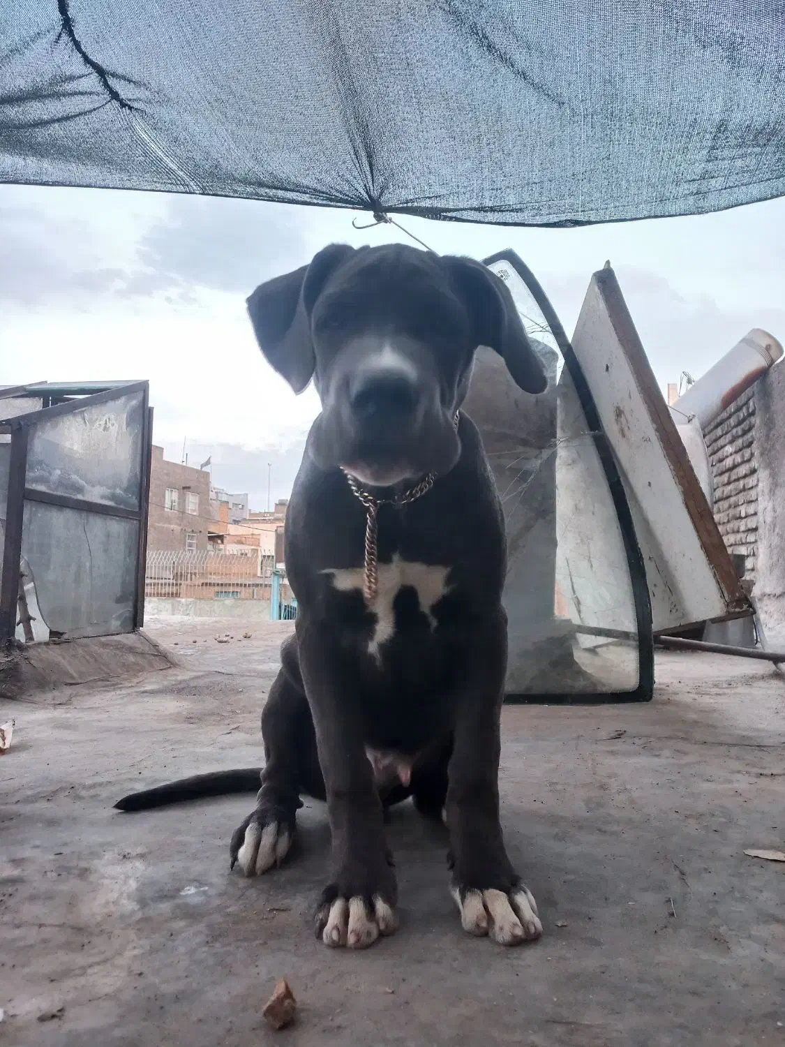 توله کن کورسو|سگ|مشهد, هفده شهریور|دیوار