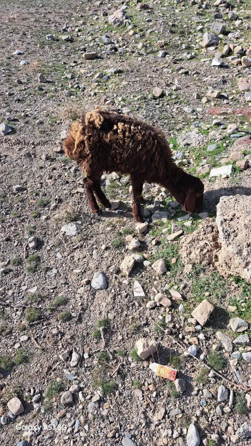 بره ماده|حیوانات مزرعه|نیشابور, فضل|دیوار