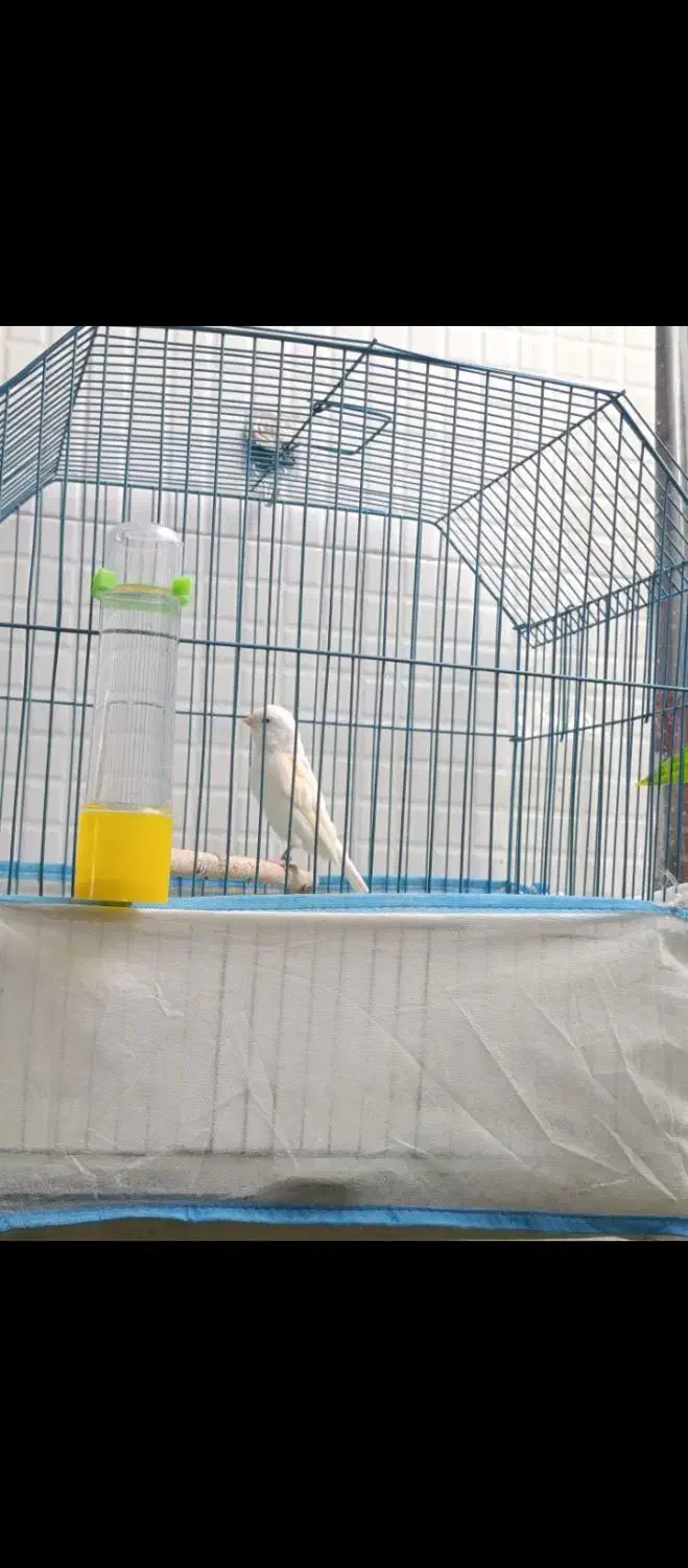 قناری ماده|پرنده|داراب, |دیوار