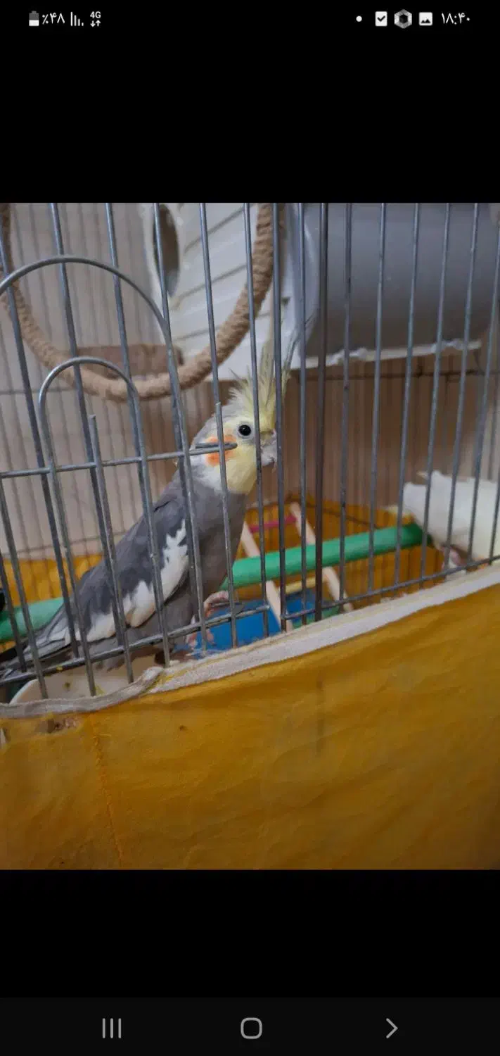 عروس هلندی مولد سخنگو|پرنده|تهران, مسعودیه|دیوار