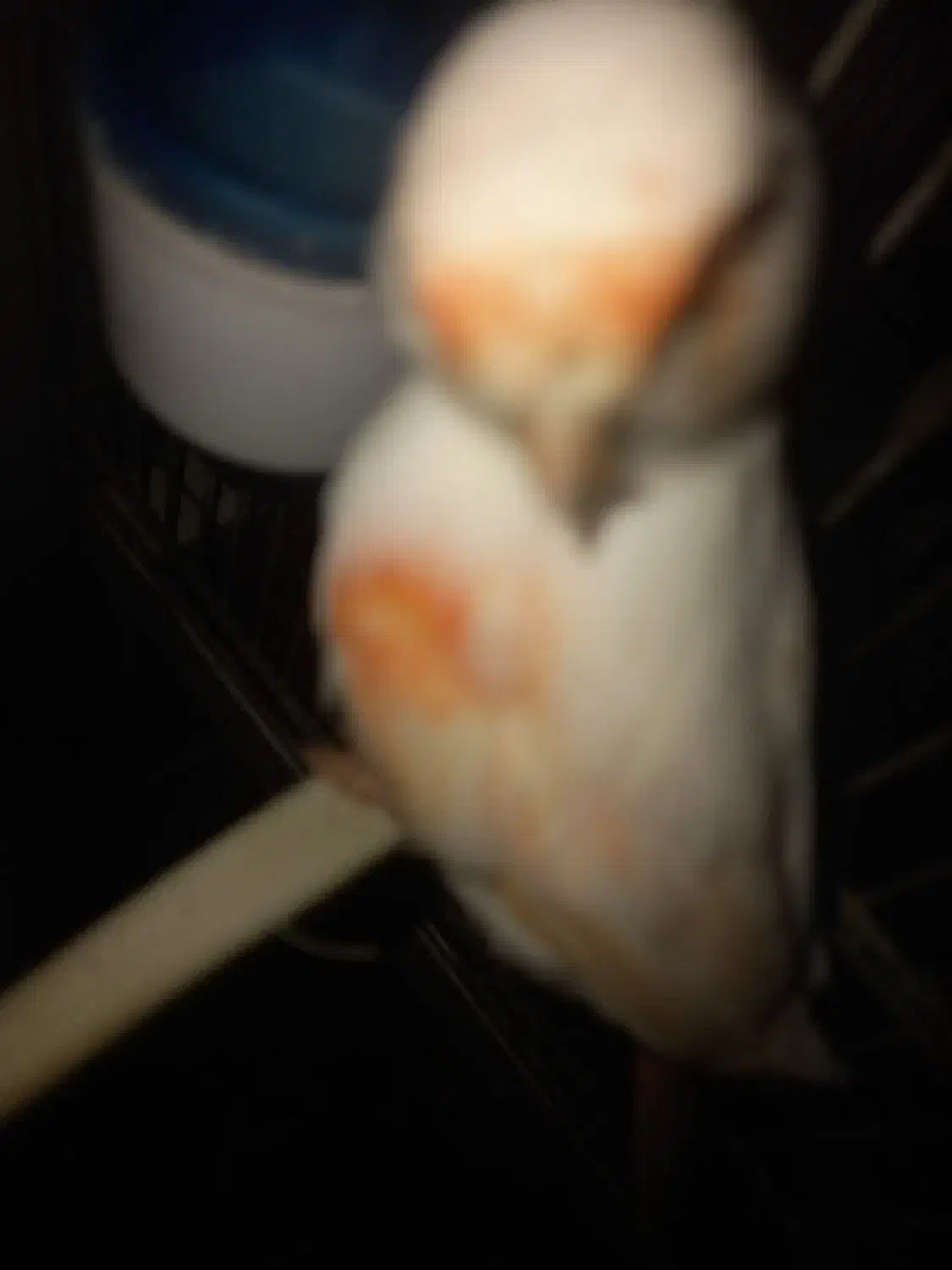 قناری ماده|پرنده|محمدشهر, شهرک پیام (مهرالبرز)|دیوار