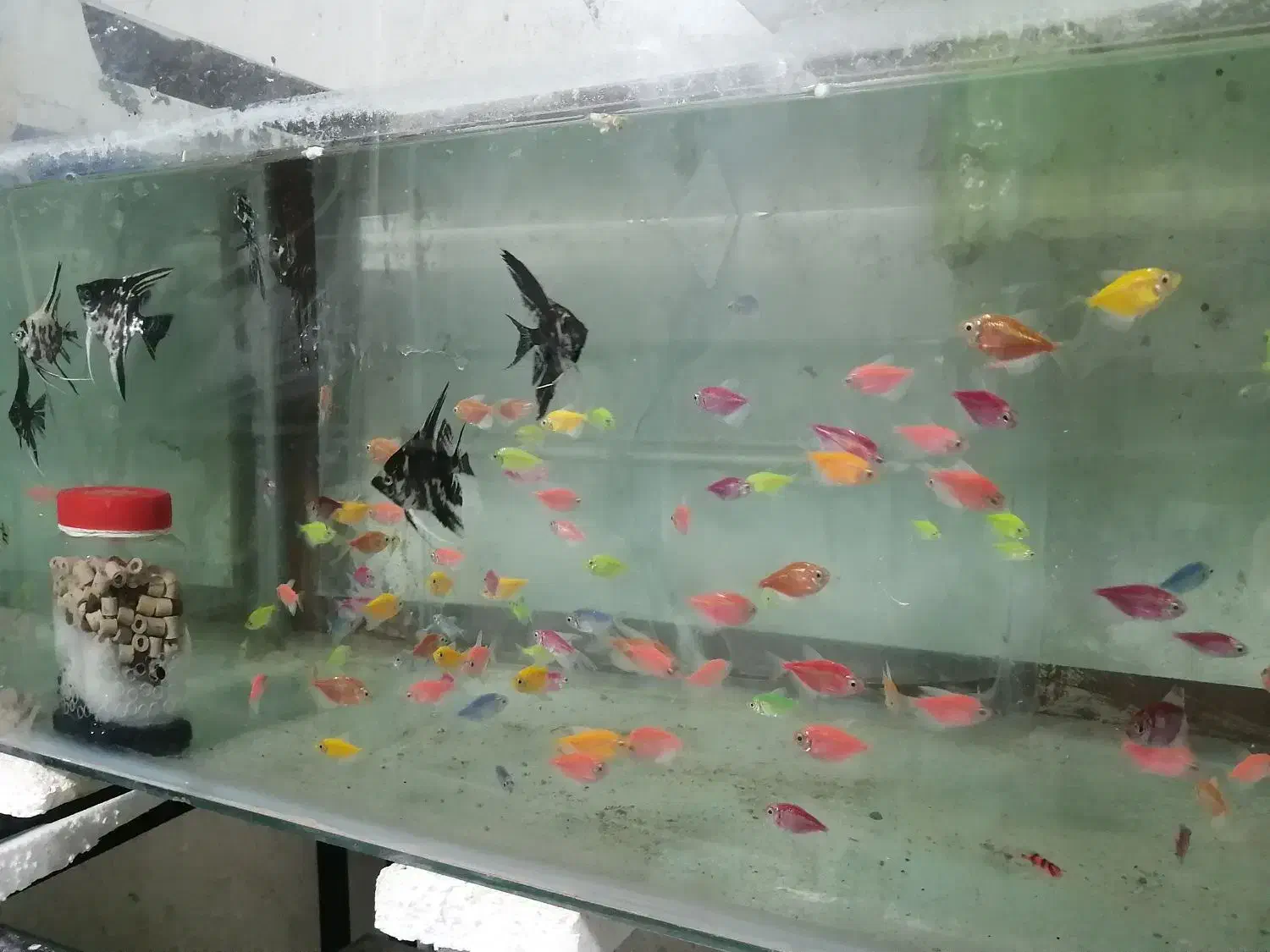 ماهی ماهی زینتی|ماهی|ساری, |دیوار