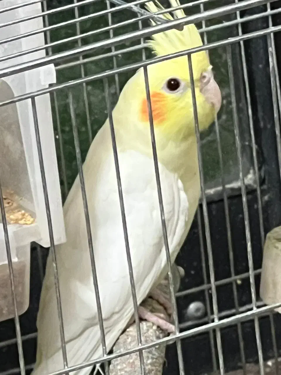 عروس هلندی لوتینو|پرنده|اصفهان, خواجو|دیوار