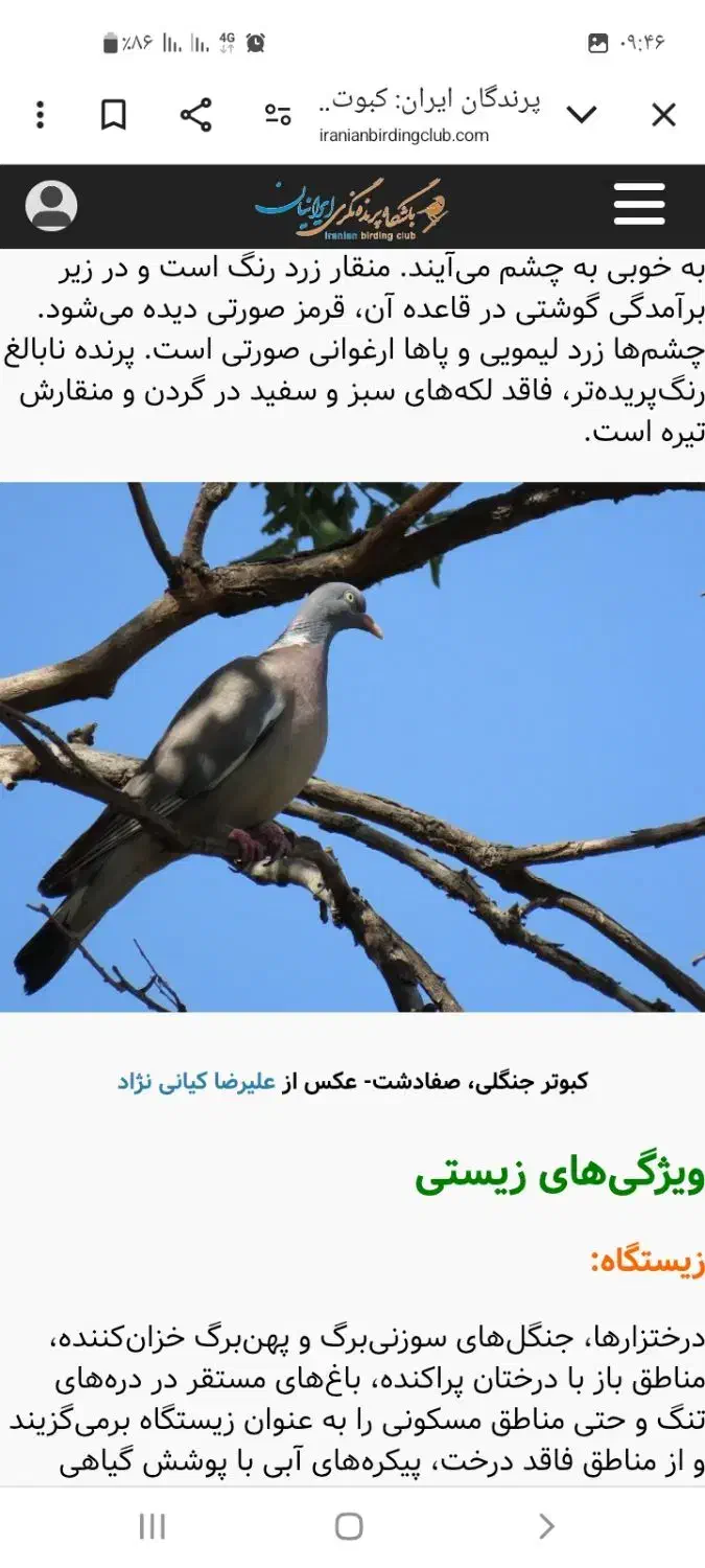 کبوتر، کفتر|پرنده|فولادشهر, B2|دیوار