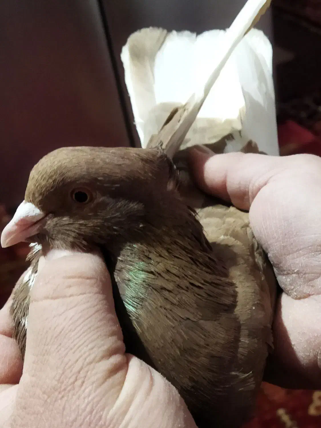 شازده پرشی|پرنده|ابهر, |دیوار