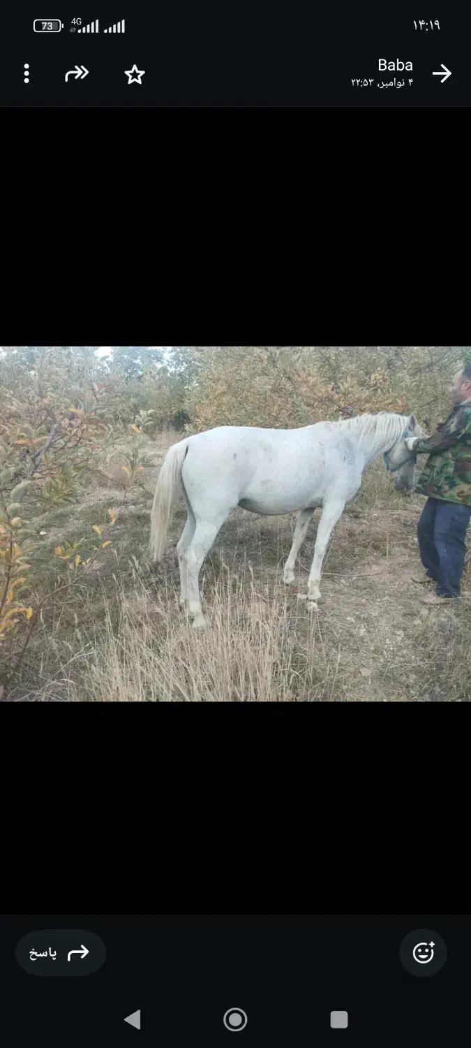 اسب مادیان سرو دم گیر|اسب و تجهیزات اسبسواری|سپیدان, |دیوار