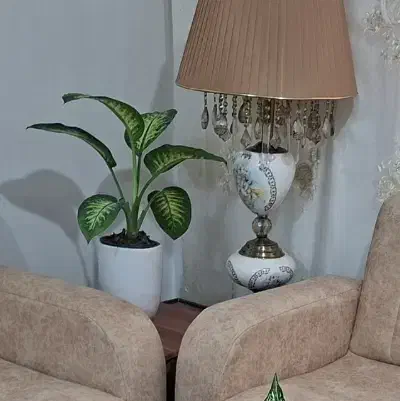 گل دیفن باخیا|گل و گیاه طبیعی|اردبیل, |دیوار