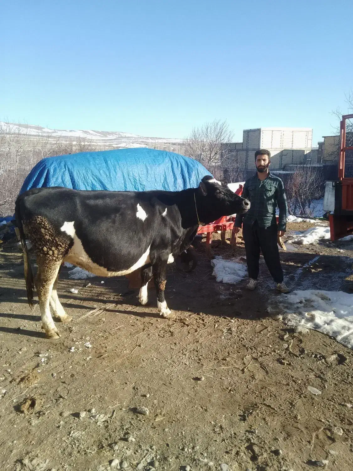 گاو هلندی|حیوانات مزرعه|سراجو, |دیوار