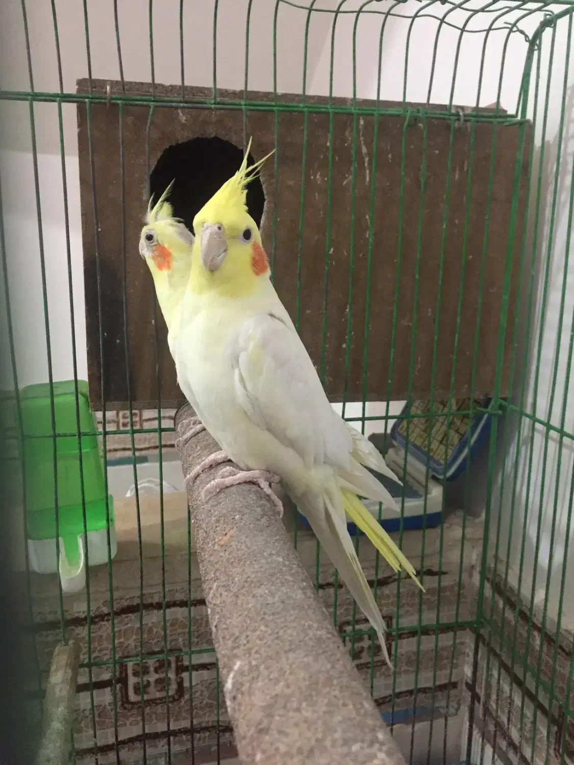 پرنده|پرنده|زیرکوه, |دیوار