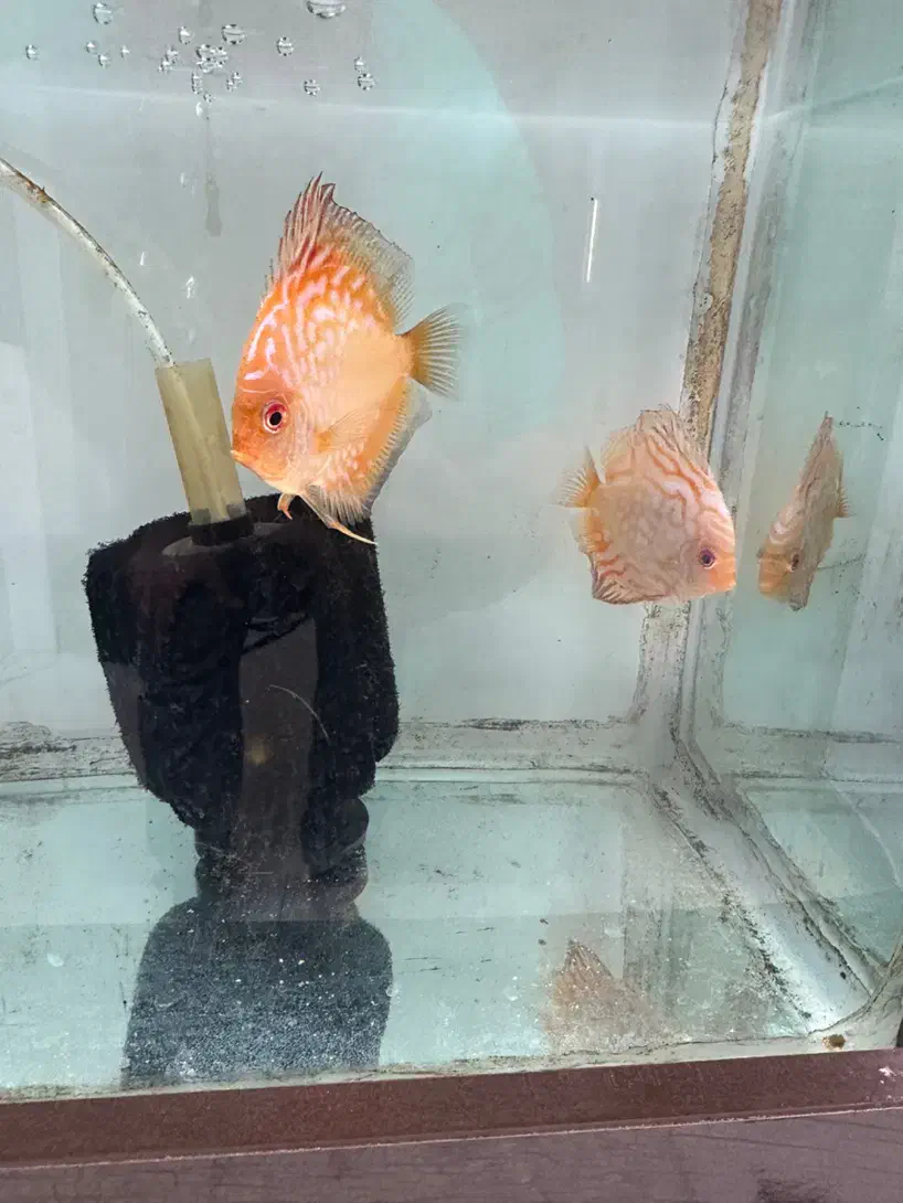 دو عدد دیسکس همراه میکس دل و ارتمیا منجمد|ماهی|محمدشهر, همایون ویلا|دیوار