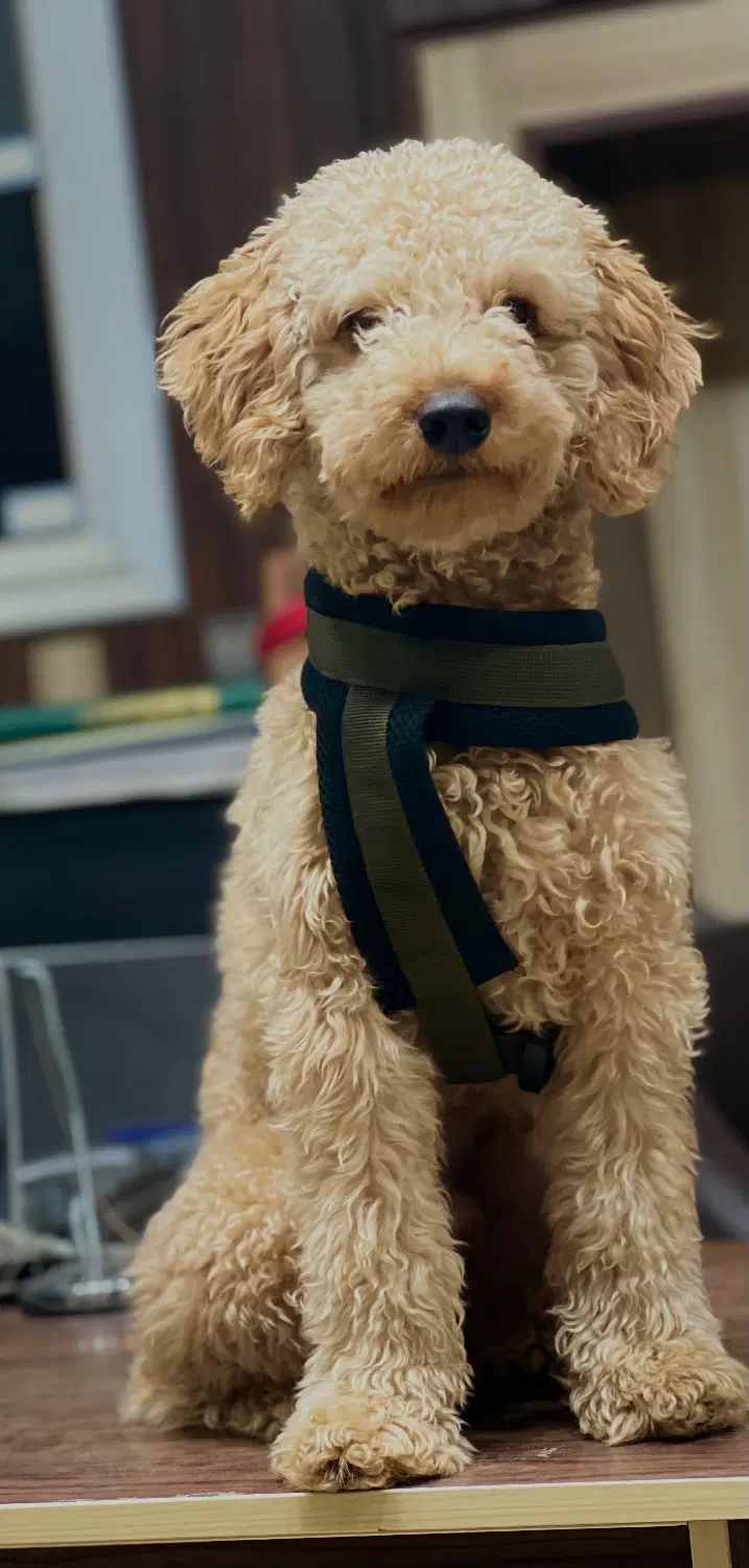 Toy poodle|سگ|مشهد, راهنمایی|دیوار