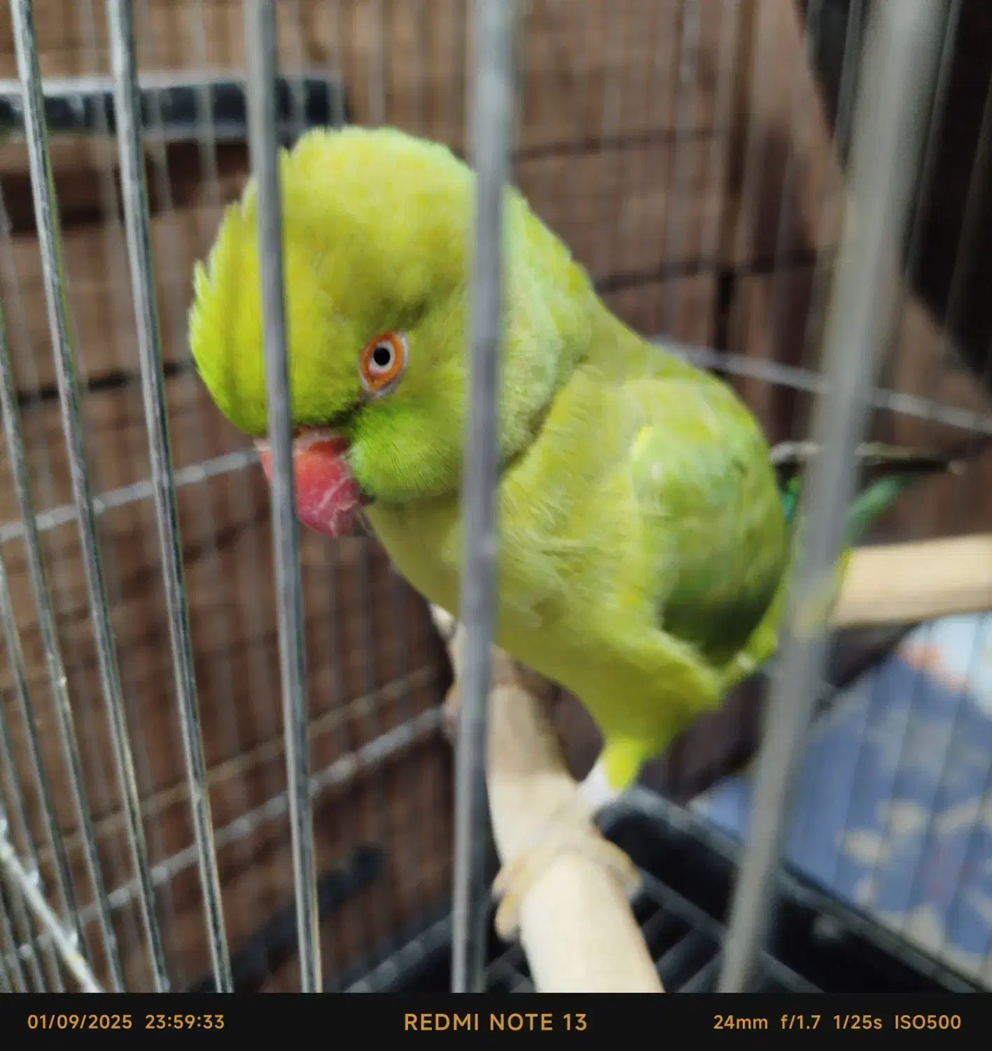 طوطی ملنگو ماده نیمه رام|پرنده|تهران, شکوفه (عبدل آباد)|دیوار