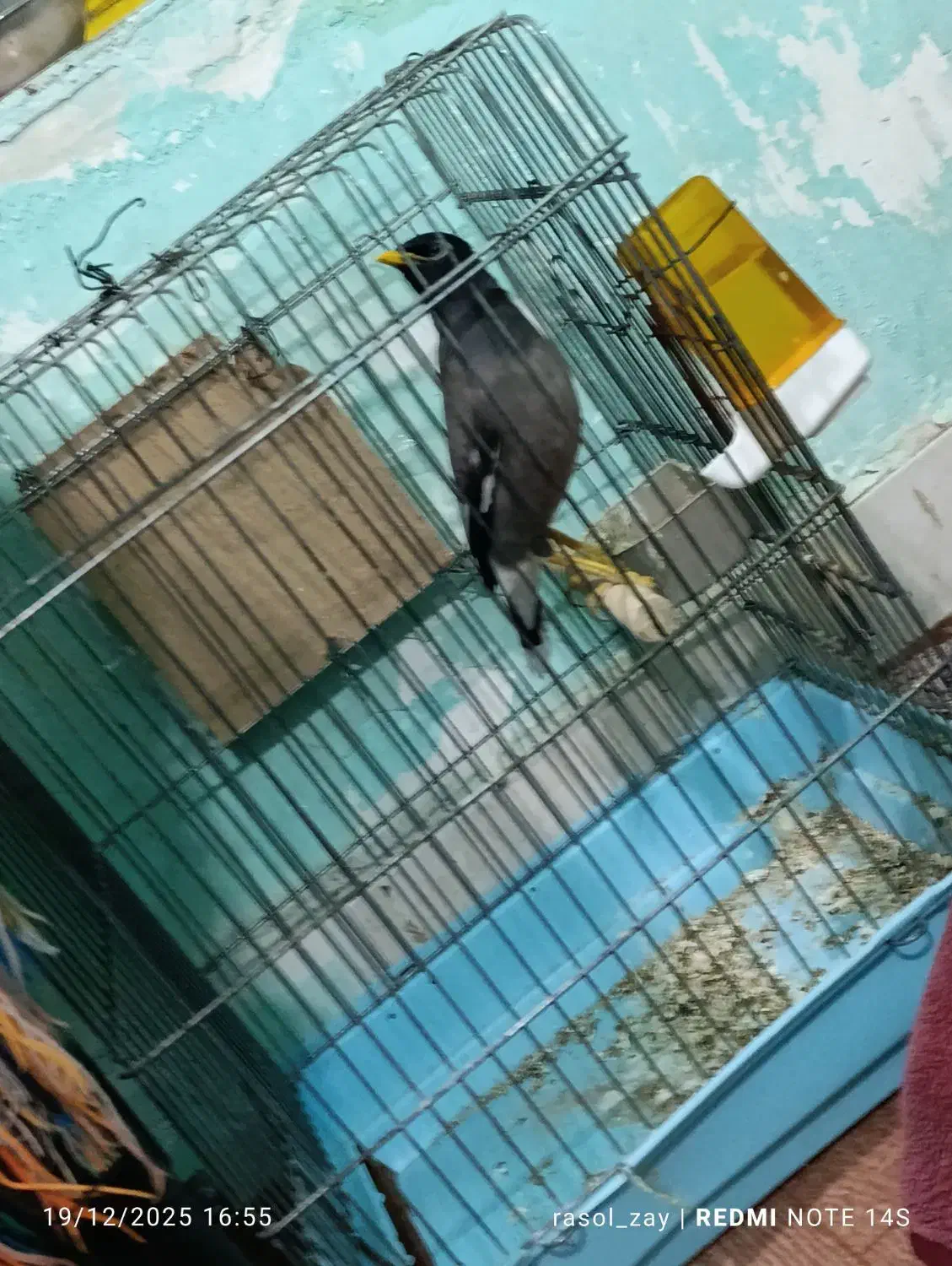 مرغ مینا|پرنده|طبس, |دیوار