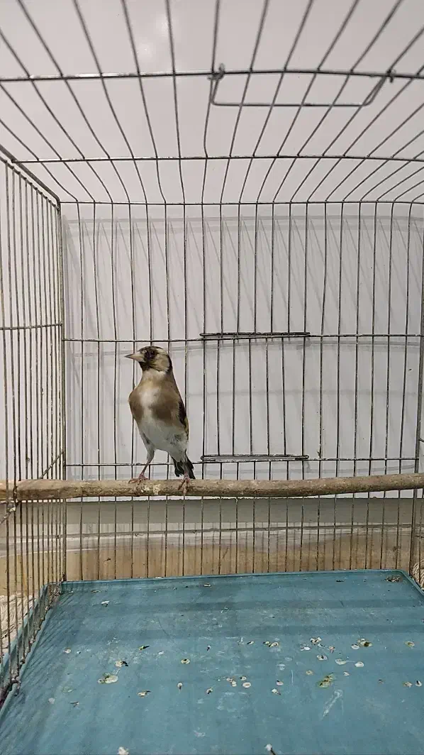 سهره ماده ناخن سفید|پرنده|تهران, مینای شمالی (مخبر)|دیوار