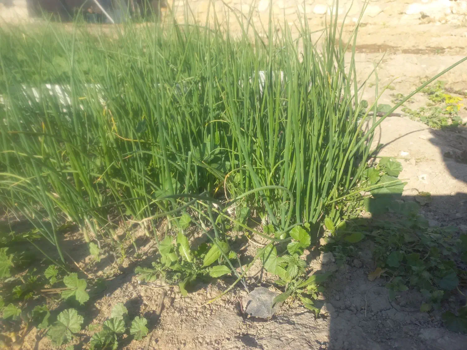 نشا پیاز|گل و گیاه طبیعی|دهدشت, |دیوار