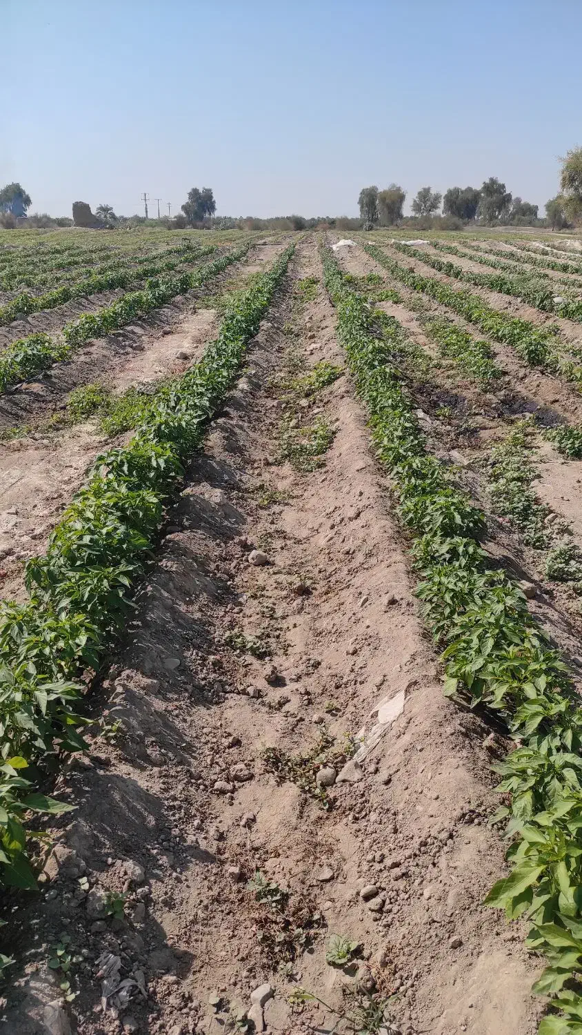 اجاره زمین کشاورزی|اجارهٔ دفتر صنعتی، کشاورزی، تجاری|توکهور, |دیوار