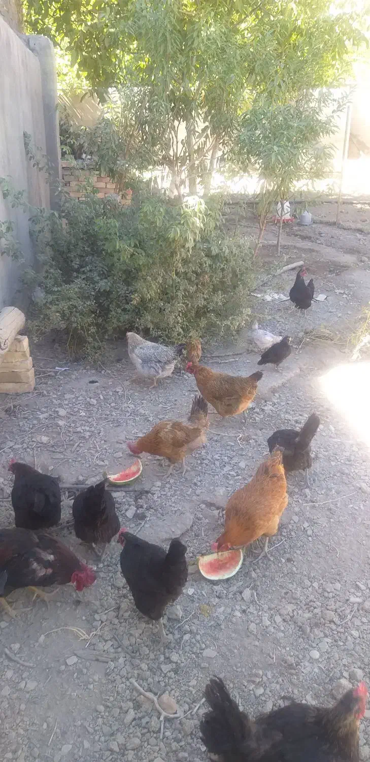 حیوانات مزرعه|حیوانات مزرعه|حلب, |دیوار