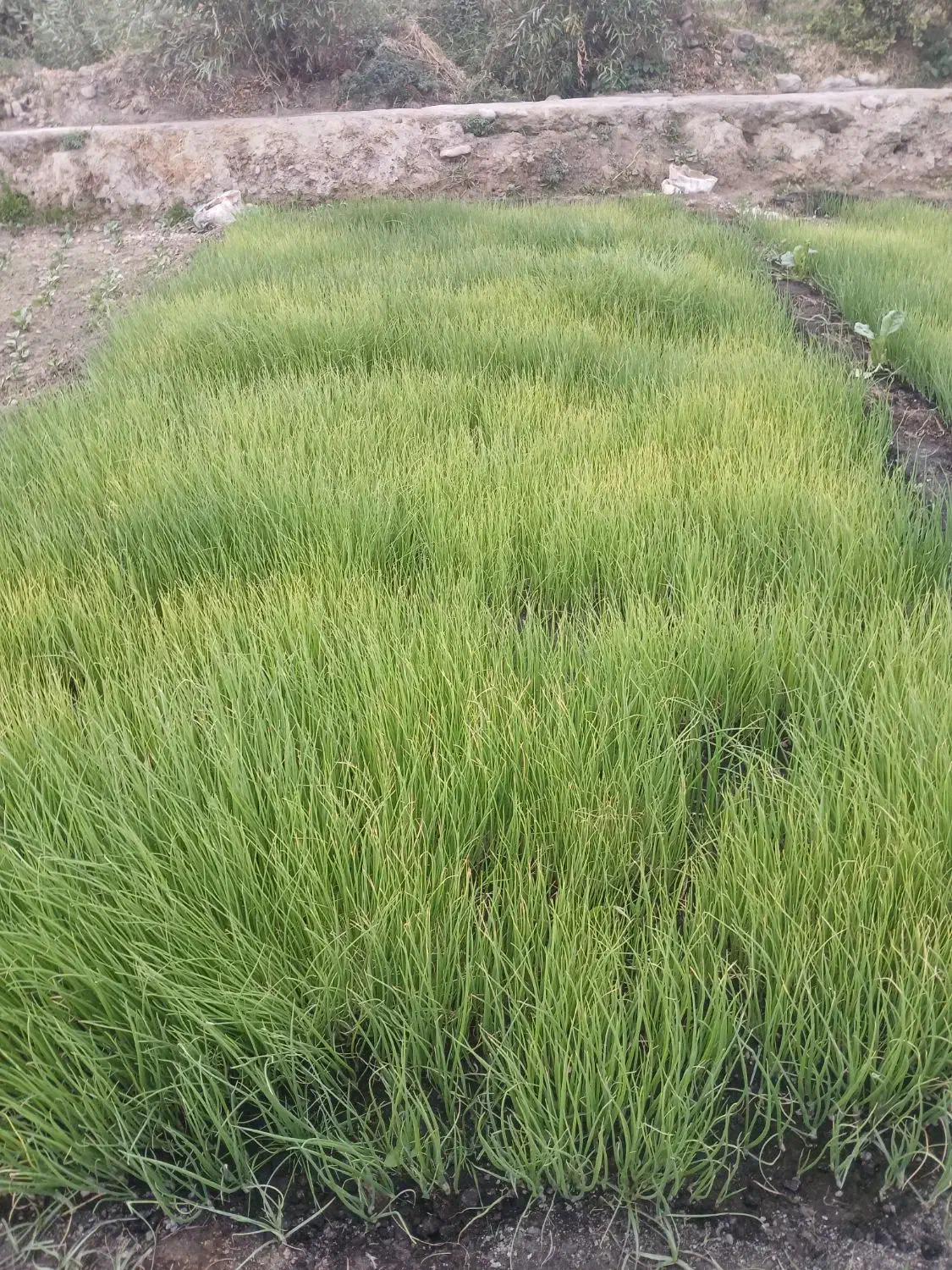 فروش تیم پیاز|گل و گیاه طبیعی|لنده, |دیوار