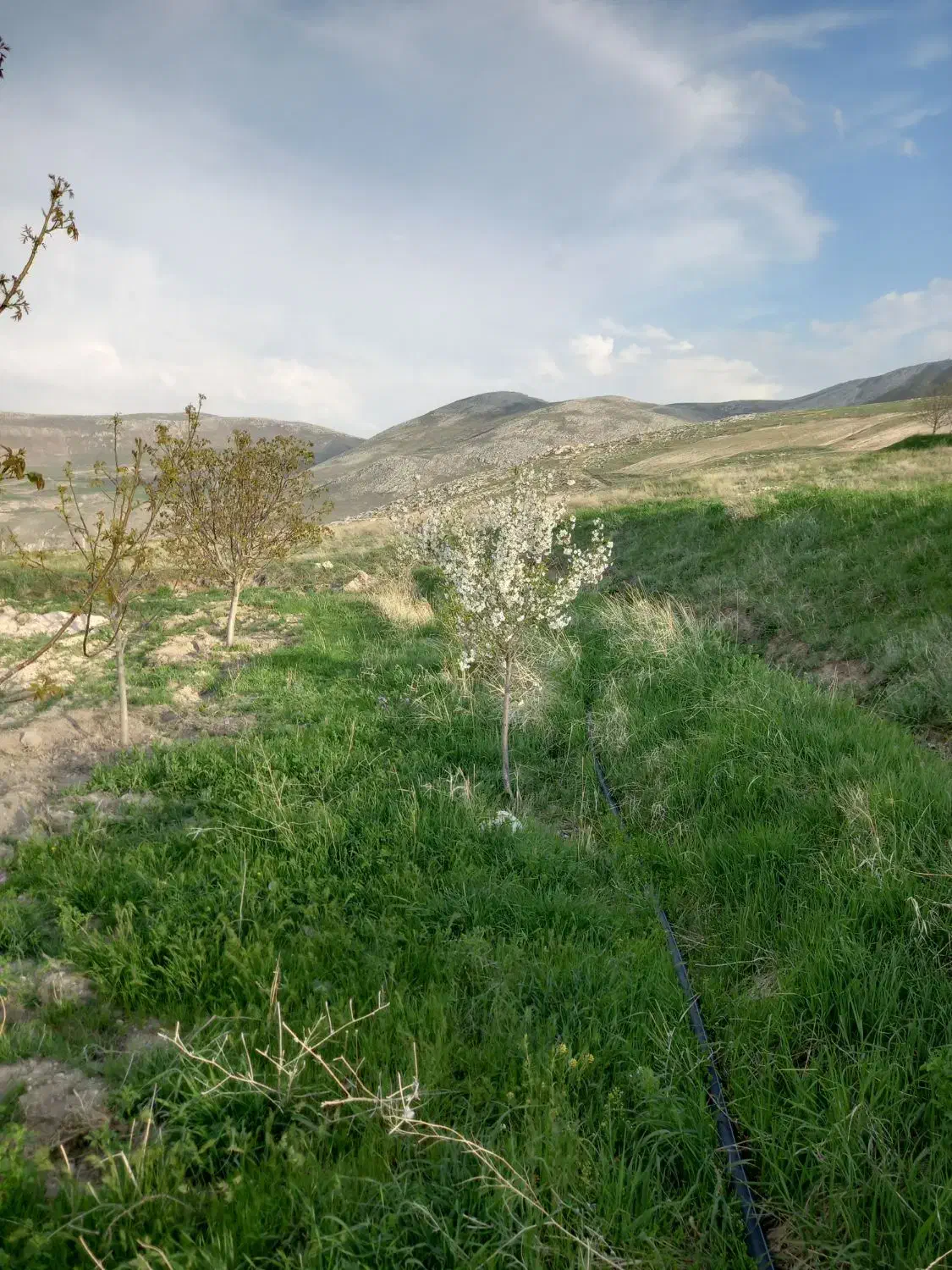 فروش باغ ۱۰۰۰۰متری|فروش خانه و ویلا|قره ضیاالدین, |دیوار