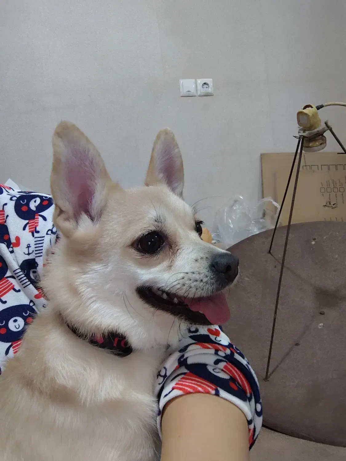 سگ پامرانی اشپیتز روباهی|سگ|بوئین زهرا, |دیوار