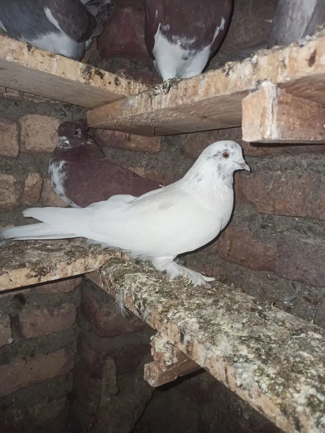 فروشی|پرنده|خان ببین, |دیوار