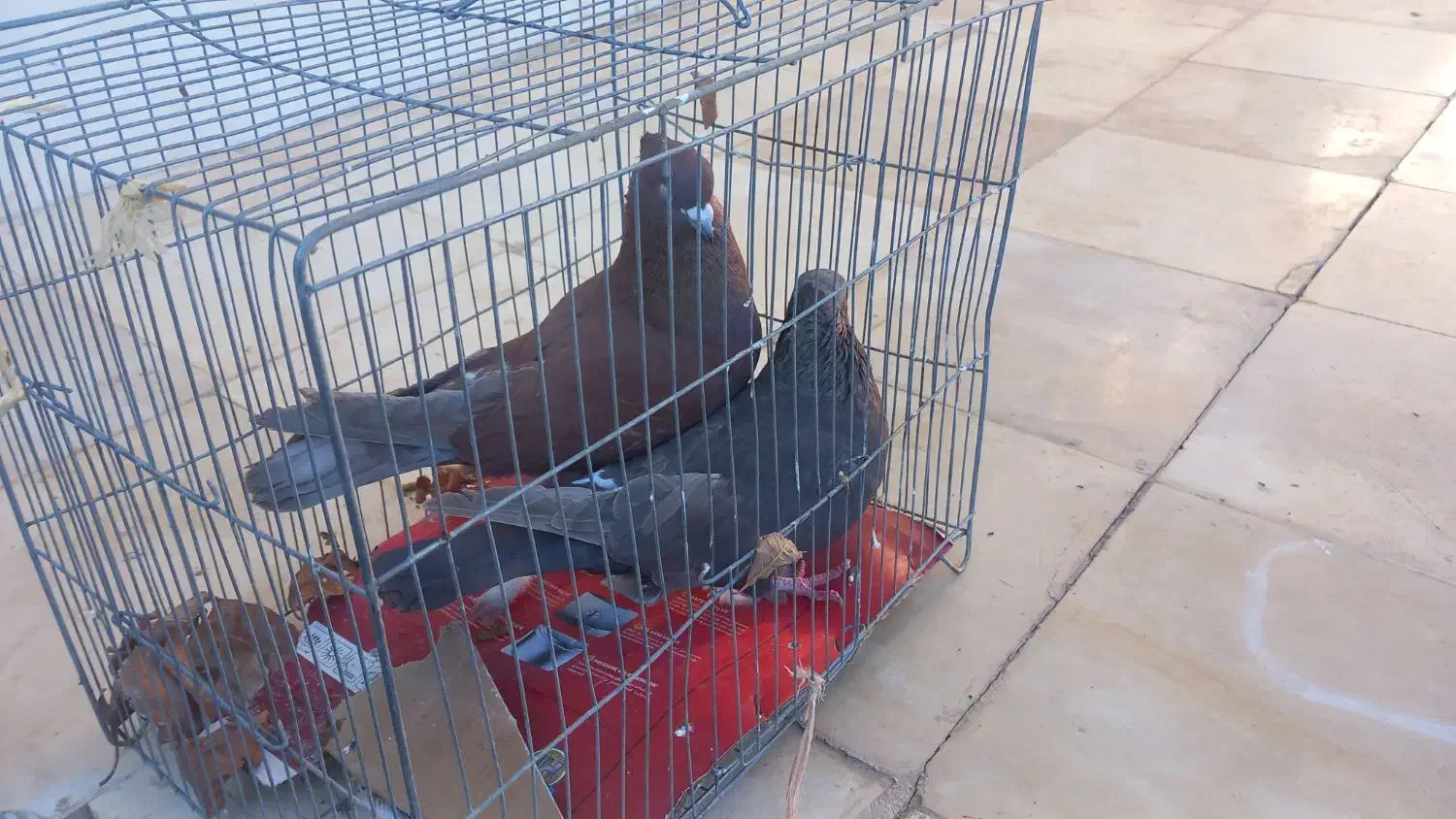 کفتر|پرنده|نورآباد, |دیوار