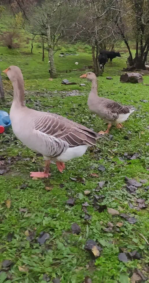 قیمت هر‌کدوم 1میلیون|حیوانات مزرعه|گوراب زرمیخ, |دیوار