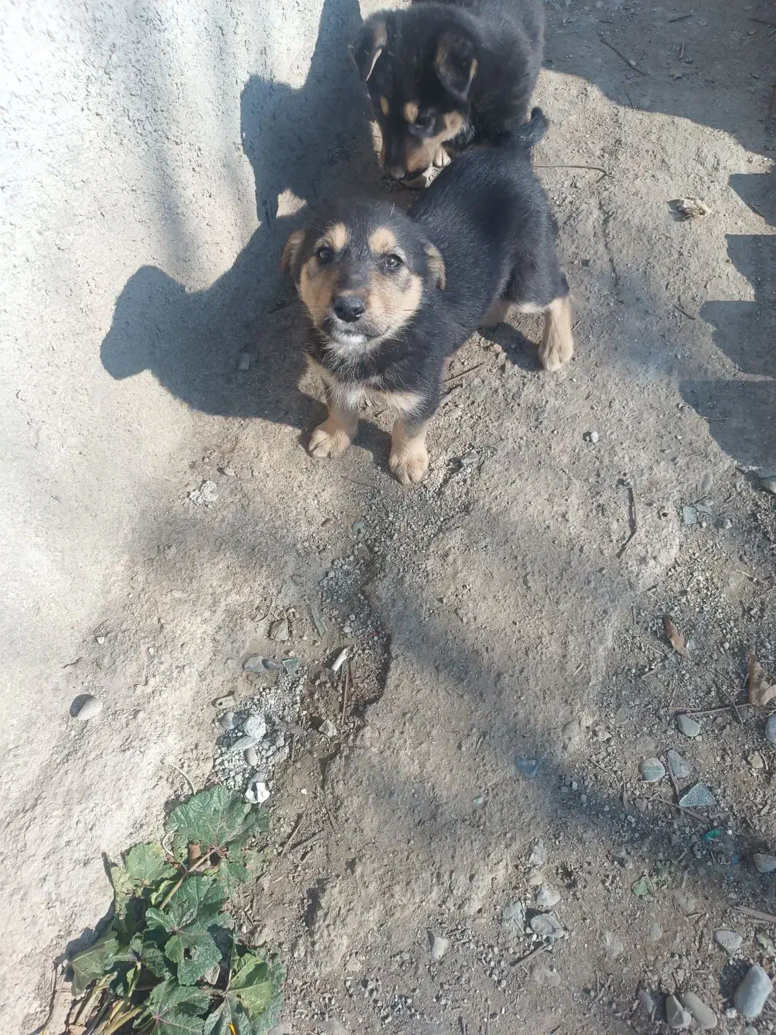 ژرمن نر و ماده|سگ|شهریار, شهریار|دیوار