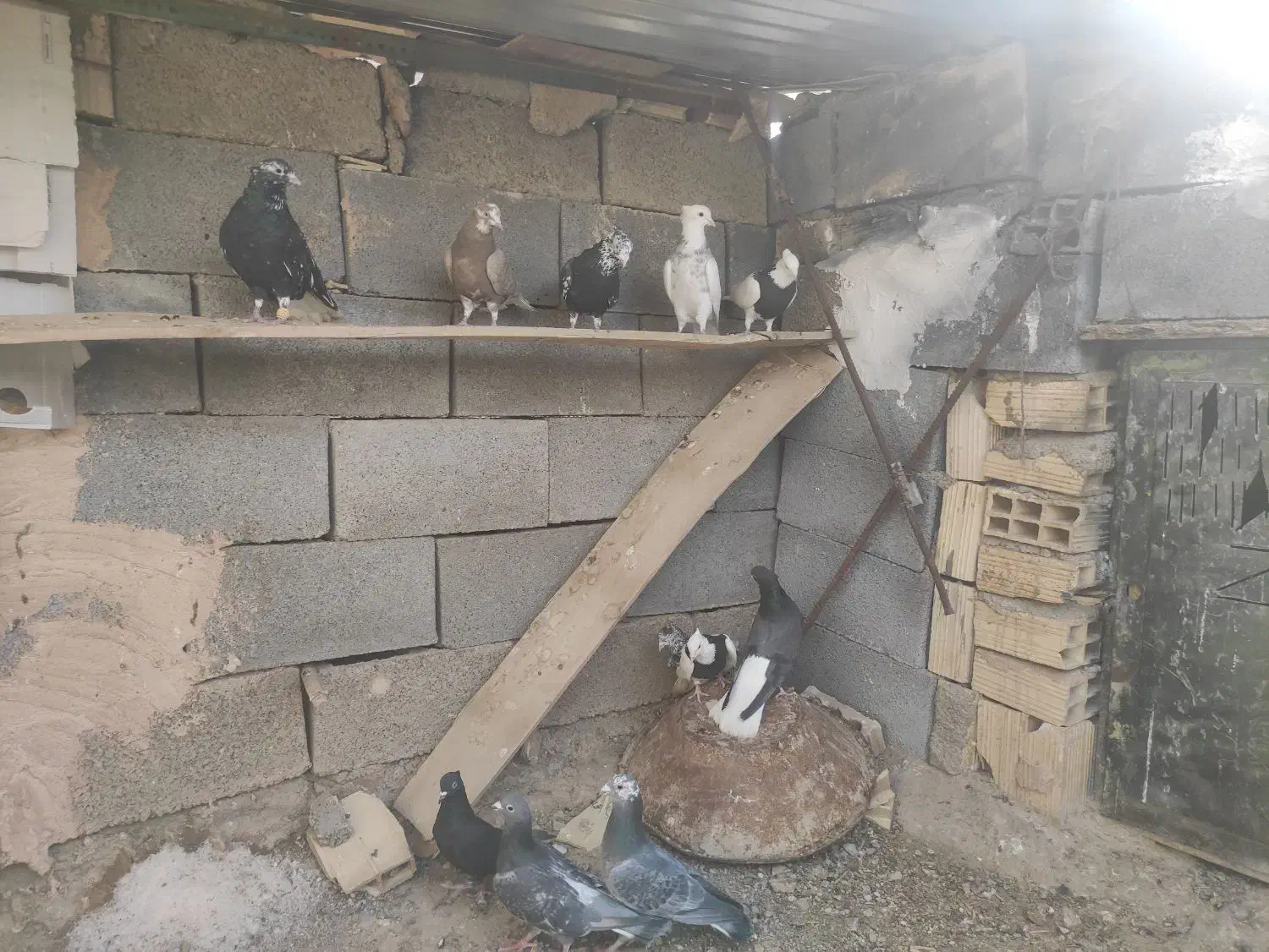 دسته دم سفید طوقی|پرنده|آباده, |دیوار