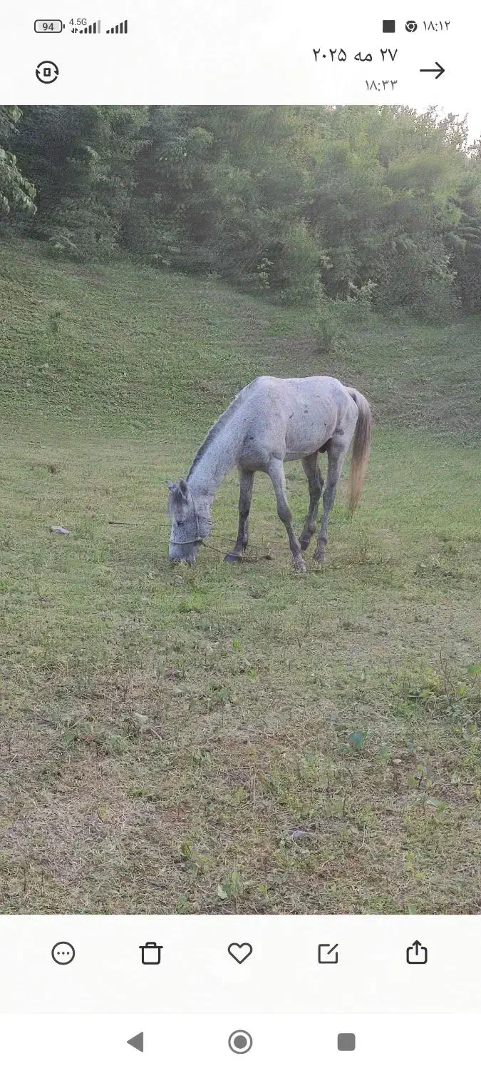 اسب نریون ومادیون سالم|اسب و تجهیزات اسبسواری|ماسال, |دیوار