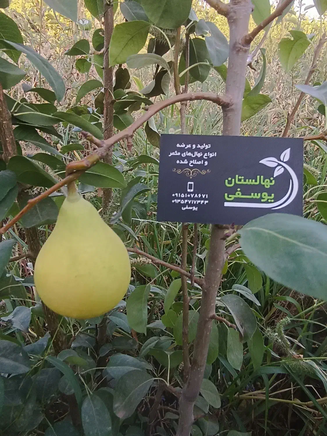 درخت ، نهال گلابی صادراتی پر ثمر ، گلخانه|خدمات باغبانی و درختکاری|مشهد, همت آباد|دیوار