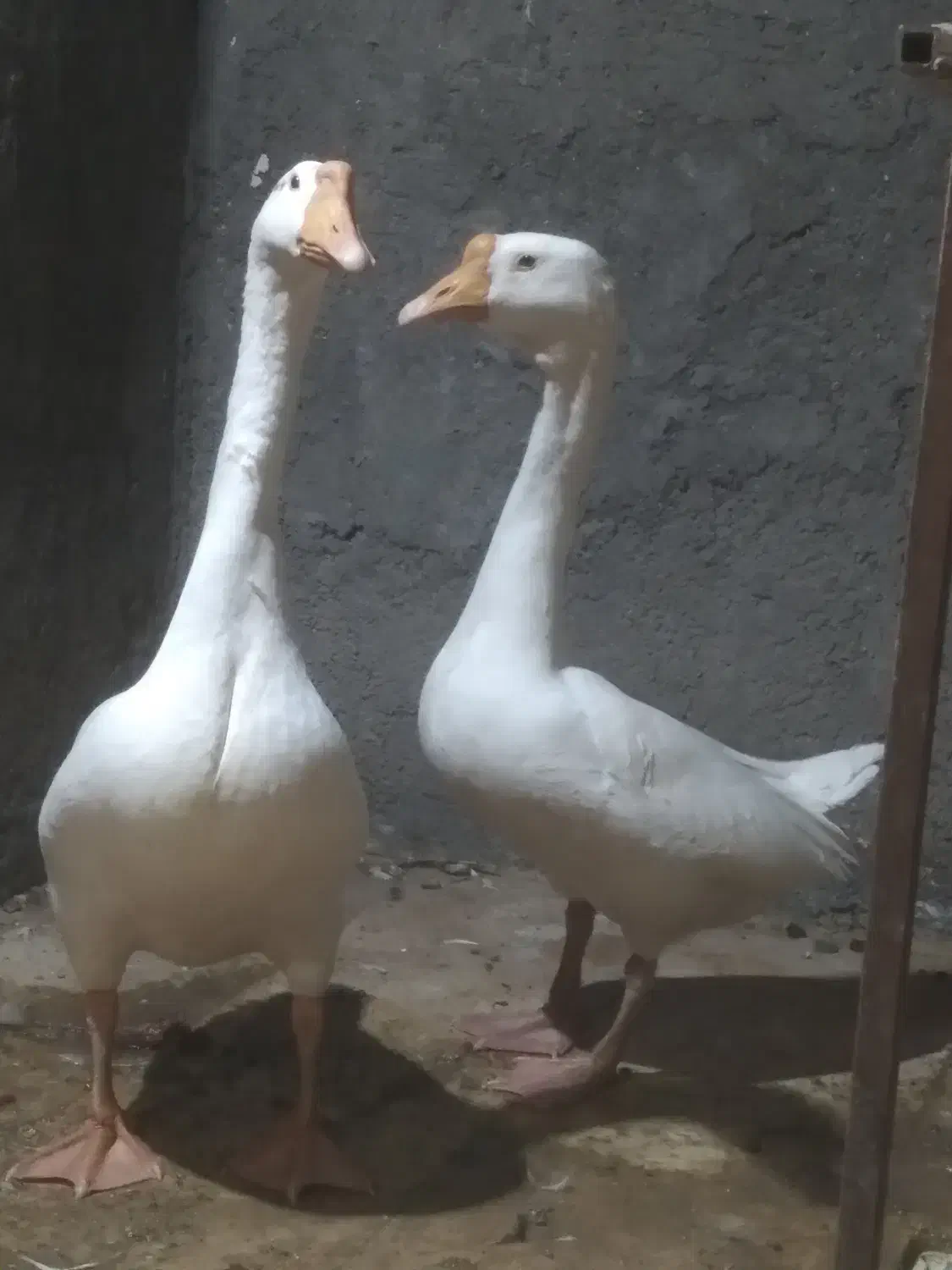 غوغاز اوکراینی نر ماده و قفس مکانیزه|حیوانات مزرعه|قم, زند آباد|دیوار