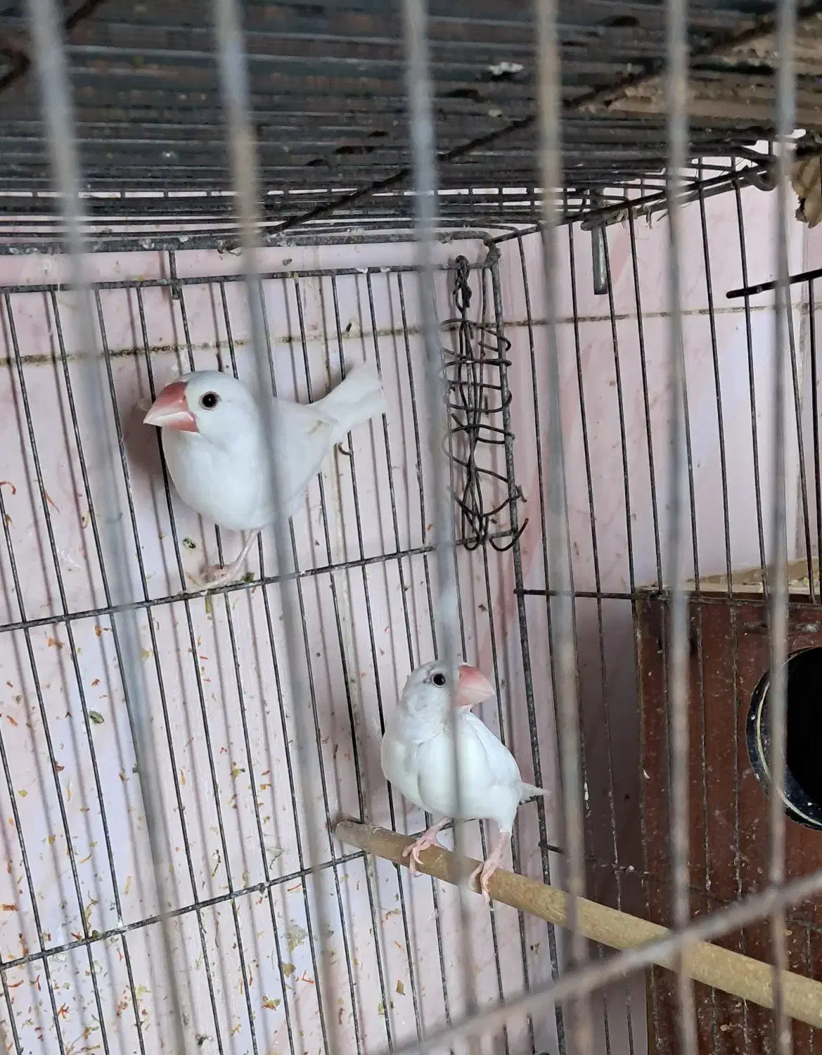 فنچ نرگسی مولد|پرنده|کارون, |دیوار