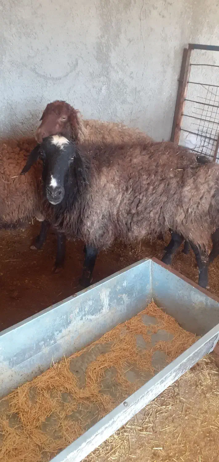 میش|حیوانات مزرعه|صفادشت, |دیوار