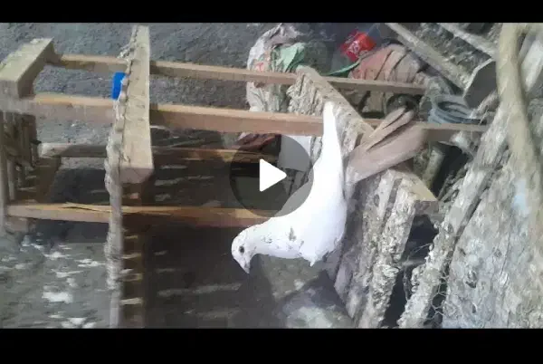 تابلو|تابلو، نقاشی، عکس|فردوس (خراسان), |دیوار