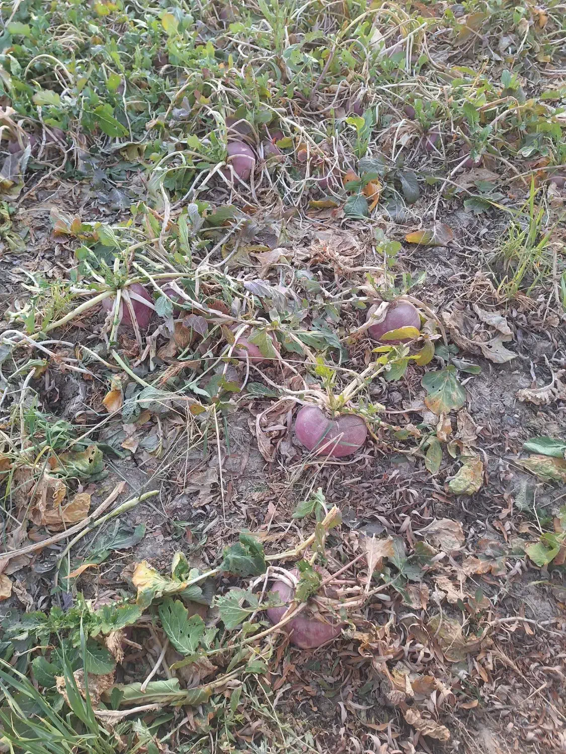 شلغم دامی|خدمات باغبانی و درختکاری|اصفهان, ارداجی|دیوار