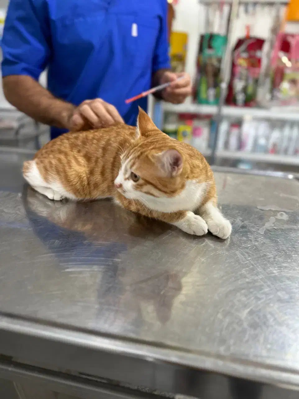 گربه گمشده|حیوانات|شازند, |دیوار