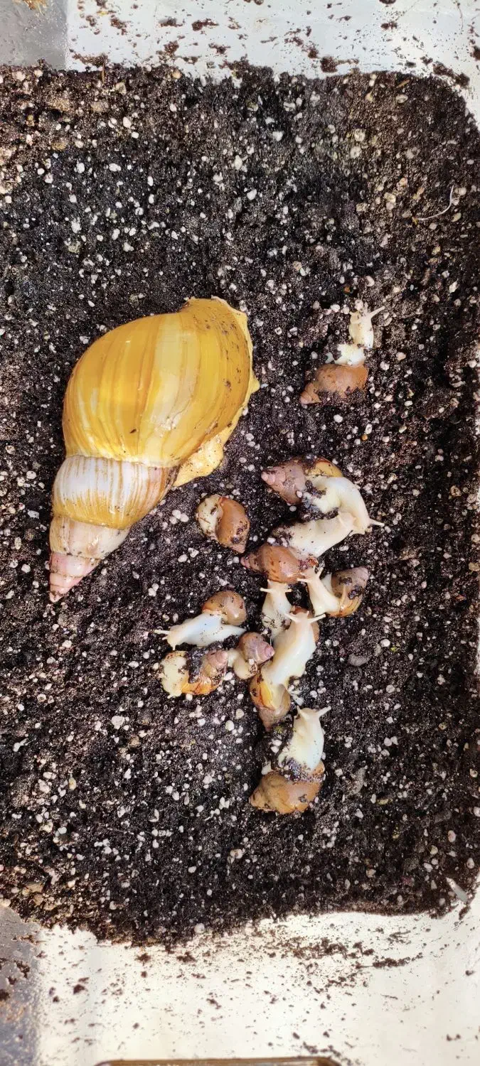 حلزون|خزنده|اندیشه, اندیشه فاز ۴|دیوار