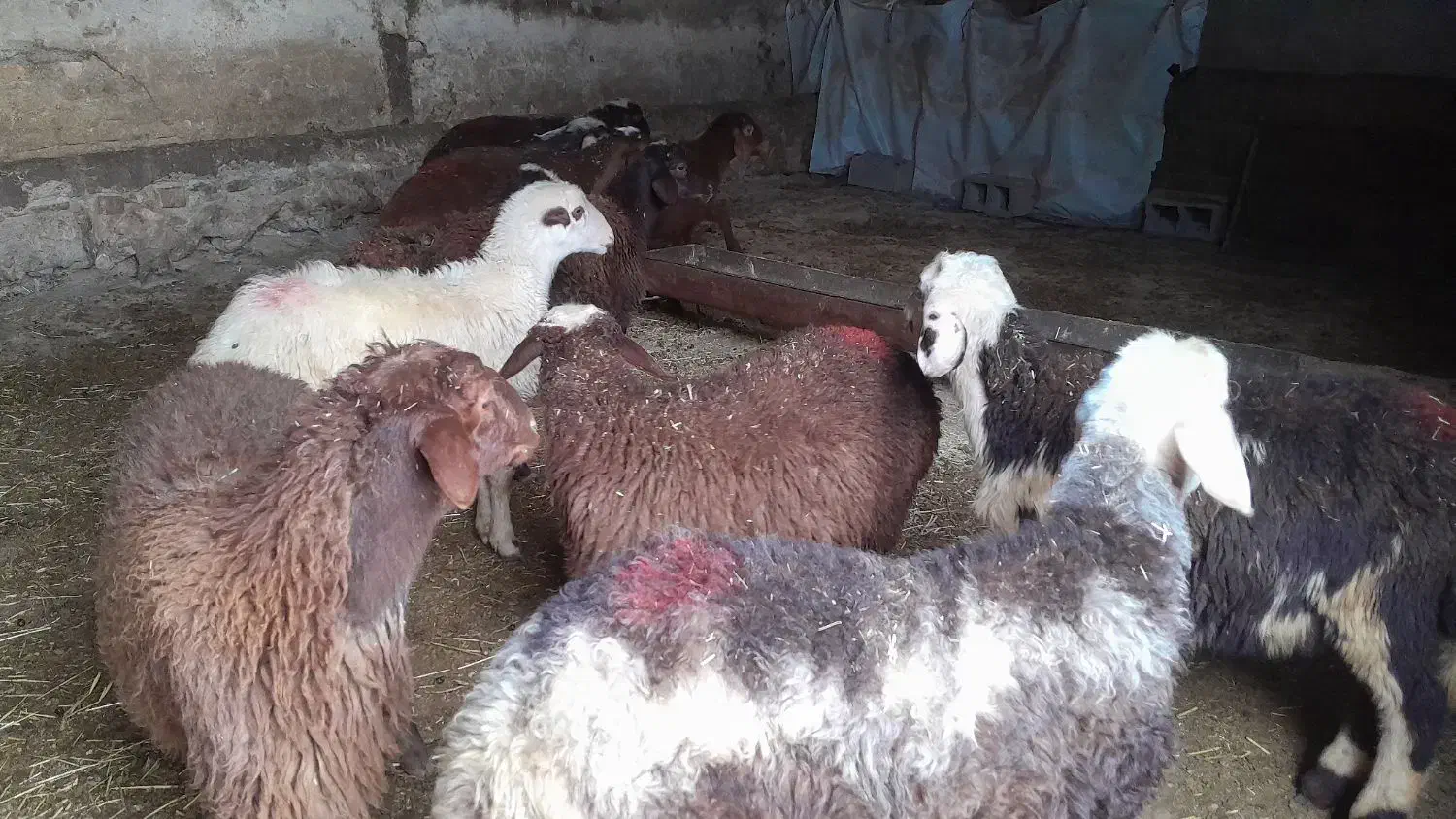 ۱۰ راس بره مخصوص پروار نر|حیوانات مزرعه|بیرانوند, |دیوار